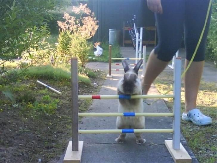 Kanin Speedy LaCour billede 8