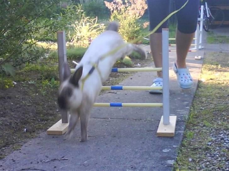 Kanin Speedy LaCour billede 9