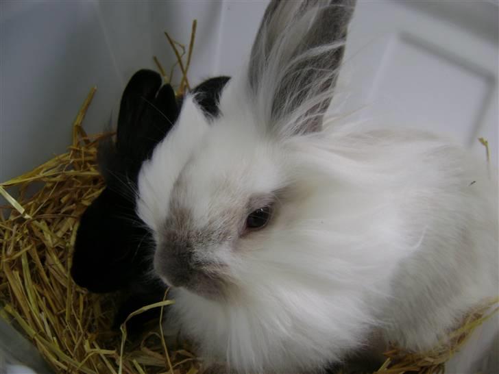 Kanin Snehvide billede 1