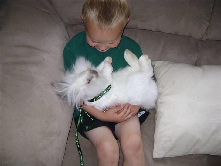 Kanin Snehvide billede 2