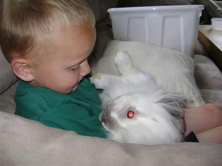 Kanin Snehvide billede 3