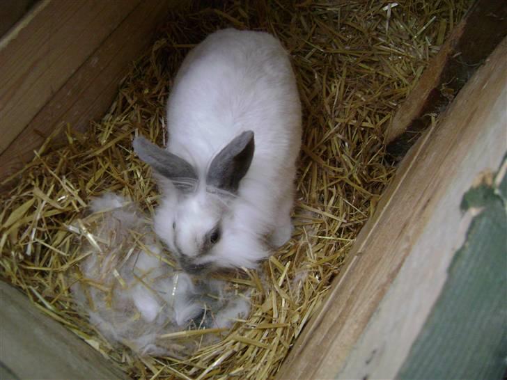 Kanin Snehvide billede 4