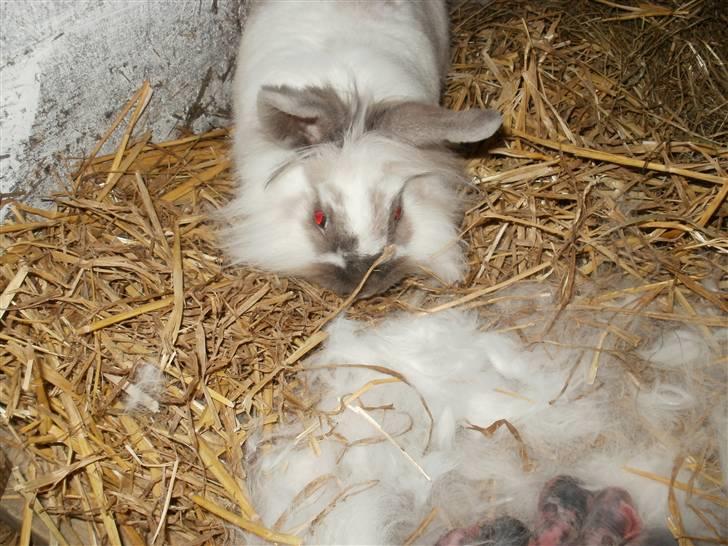 Kanin Snehvide billede 5