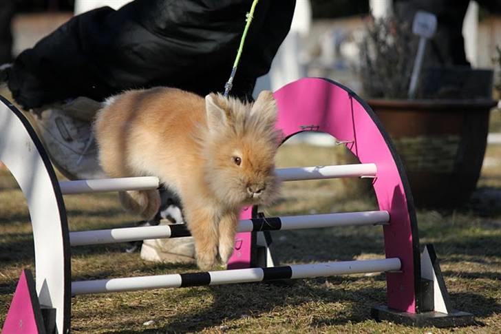 Kanin Fanta Phuss Forever Love - Fanta på Let Lige d. 19/2-11. Han fik en pind. billede 1