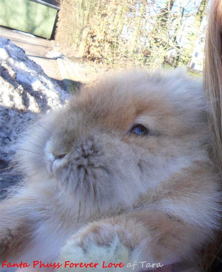 Kanin Fanta Phuss Forever Love billede 2