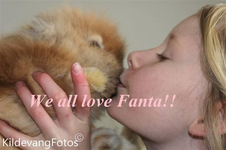 Kanin Fanta Phuss Forever Love - We all love Fanta Phuss.. billede 3