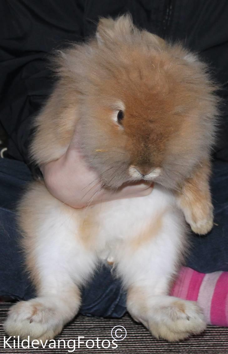 Kanin Fanta Phuss Forever Love billede 4