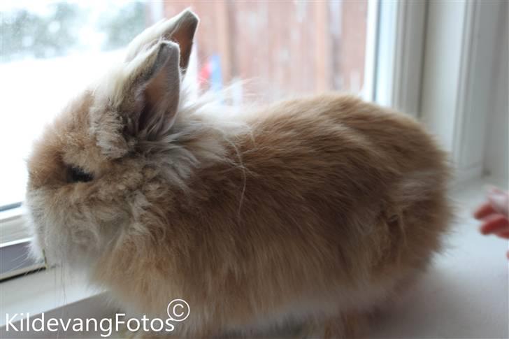 Kanin Fanta Phuss Forever Love billede 5