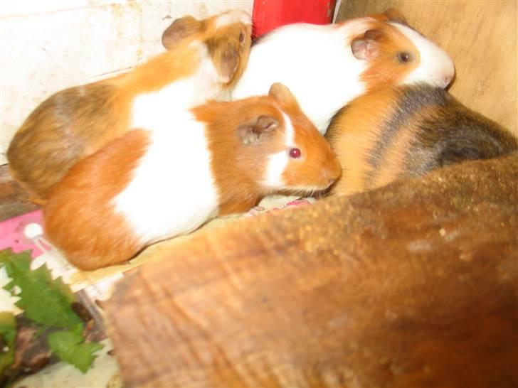 Marsvin Bandit  billede 1