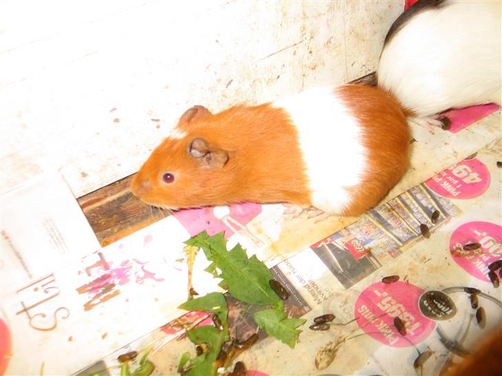 Marsvin Bandit  billede 2