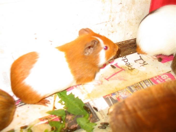 Marsvin Bandit  billede 4