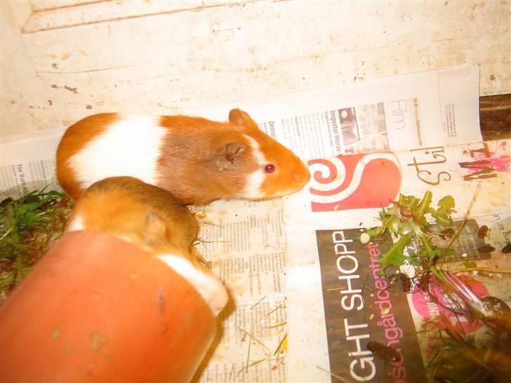 Marsvin Bandit  billede 5