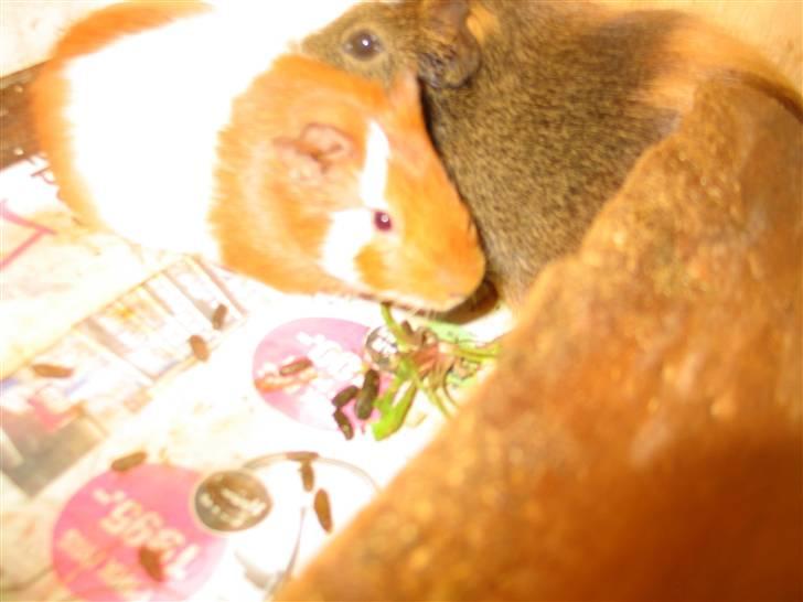 Marsvin Bandit  billede 7