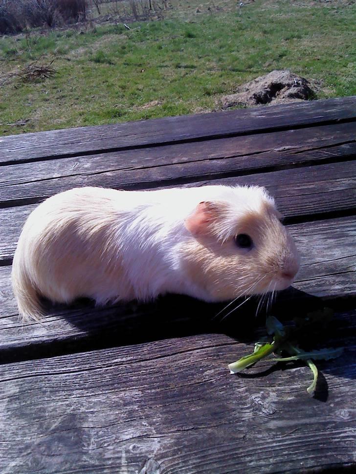 Marsvin Otto billede 1