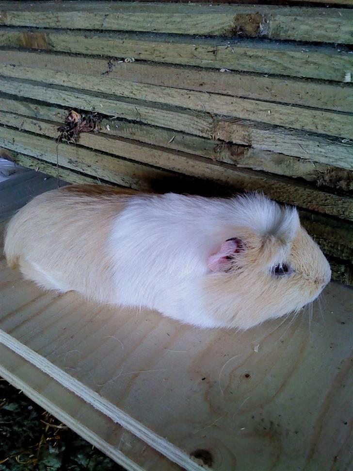 Marsvin Otto billede 2