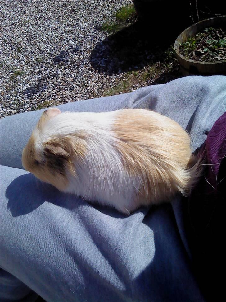 Marsvin Otto billede 3