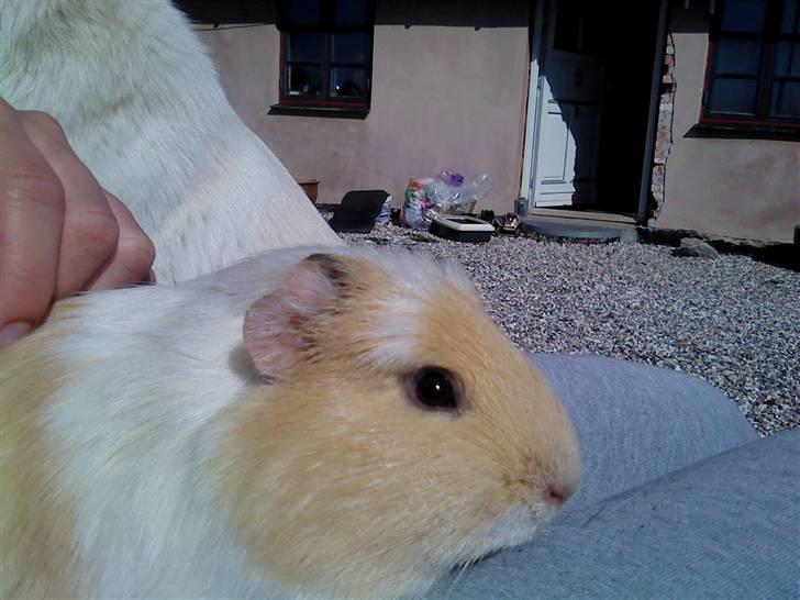 Marsvin Otto billede 4