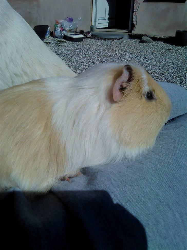 Marsvin Otto billede 5