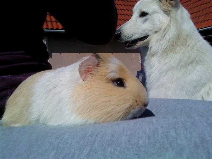 Marsvin Otto billede 6