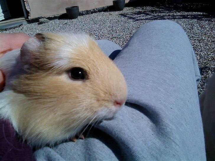 Marsvin Otto billede 7