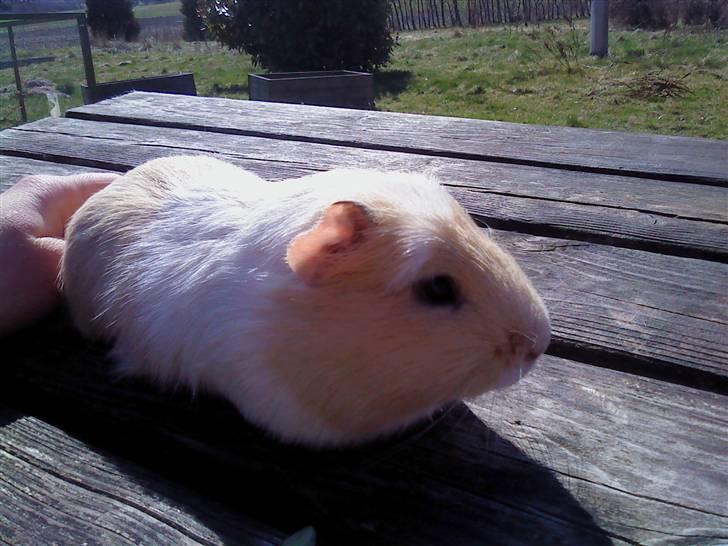 Marsvin Otto billede 8