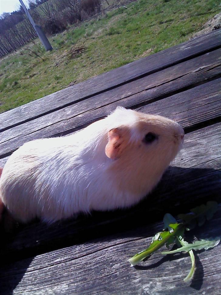 Marsvin Otto billede 9