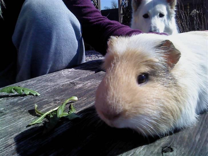 Marsvin Otto billede 10