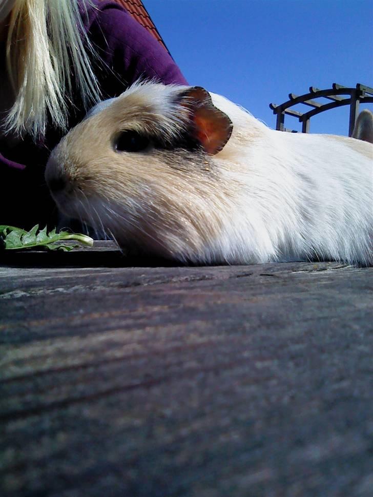 Marsvin Otto billede 11