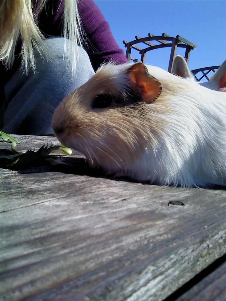 Marsvin Otto billede 12