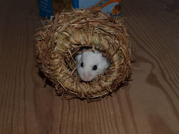 Dværghamster Findus. Død. :/ - Findus i sin NYE høhule som han typisk nok ikke vil bruge! :D billede 9