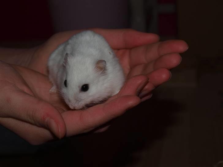 Dværghamster Findus. Død. :/ - Man er heldig hvis man kan få et nogenlunde godt billed af Findus i sin hånd men det her er da rigmeligt godt billede 10