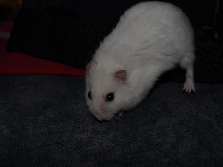 Dværghamster Findus. Død. :/ - Findus på vej ned fra sengen (jeg var selfølgelig klar til at tage ham hvis han nu skulle falde ned) billede 11