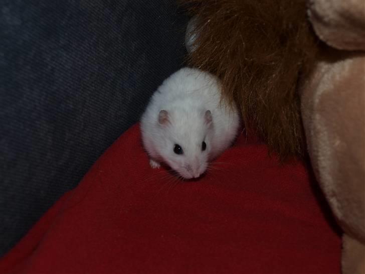 Dværghamster Findus. Død. :/ - Findus på sengen :D billede 12