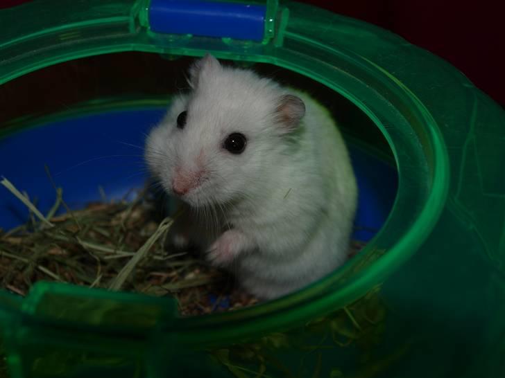 Dværghamster Findus. Død. :/ - lille findus vil da snakke :D billede 13