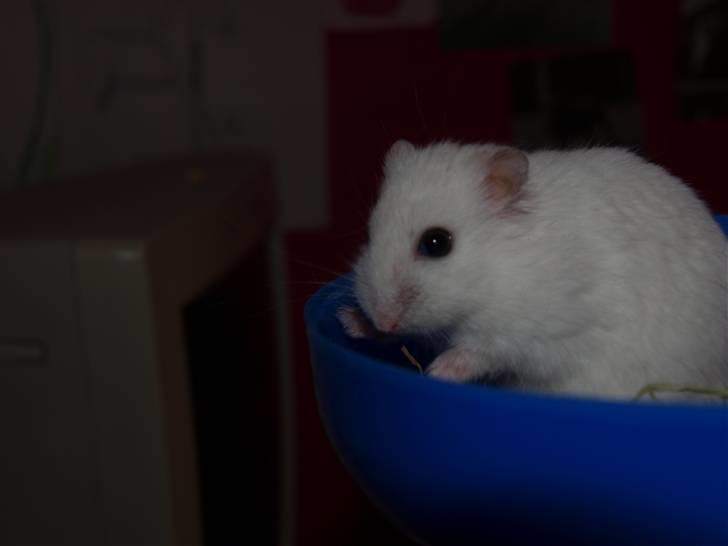Dværghamster Findus. Død. :/ - han skal da lige se hvad der fårgår der nede under ham. billede 14