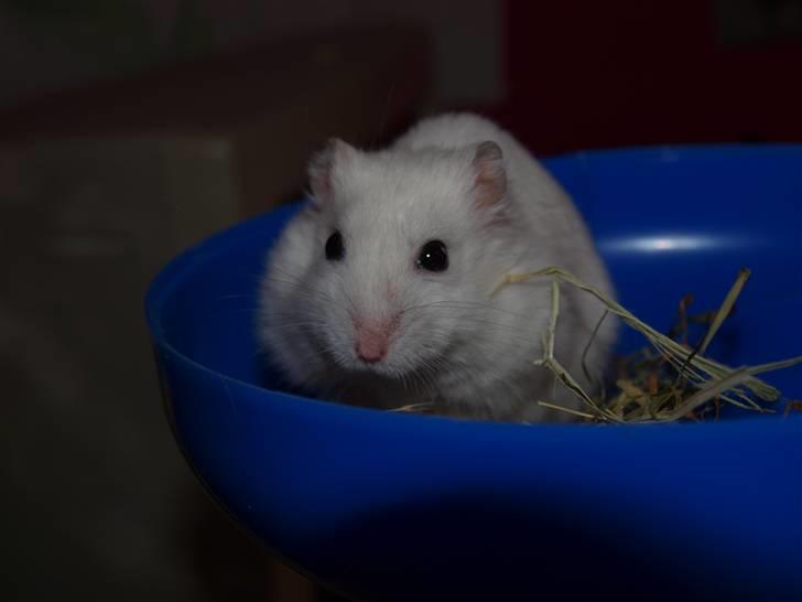 Dværghamster Findus. Død. :/ - Så Fie ikke flere billeder nu! :D billede 15