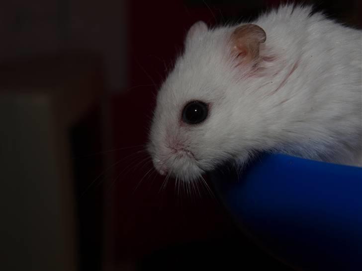 Dværghamster Findus. Død. :/ - Eej hvad er det da der forgår der nede?! billede 16