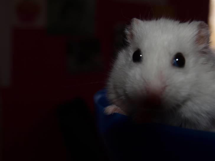 Dværghamster Findus. Død. :/ - nårh er han ikke søød? den dumme skygge ødelægger det lidt. billede 17