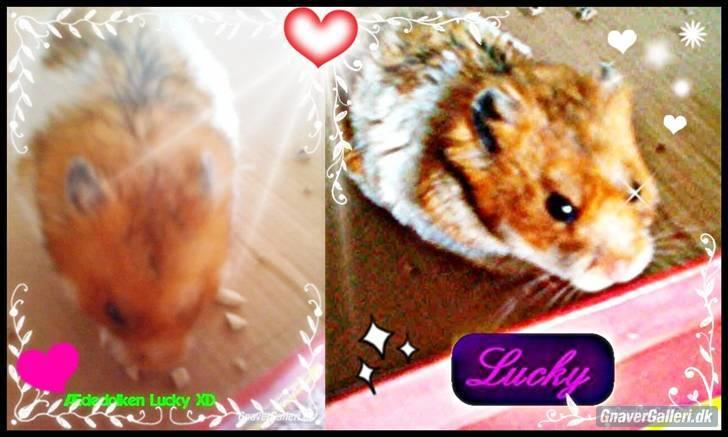Hamster Lucky - Lucky 2 billeder i 1 billede 3