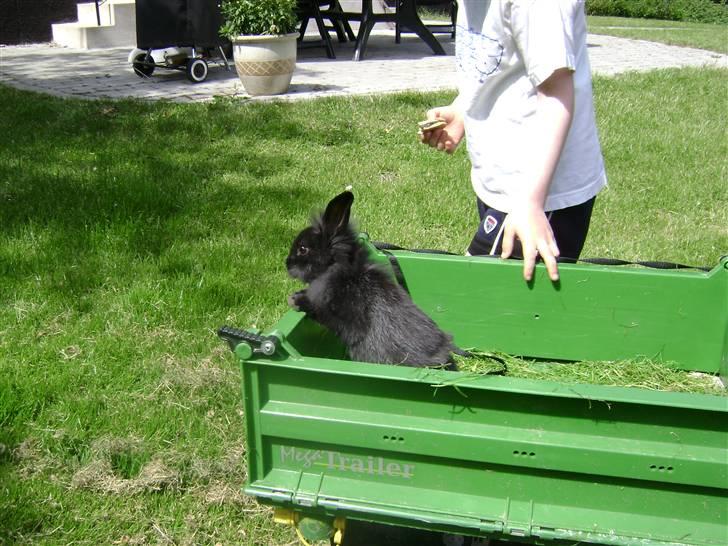 Kanin piplup billede 1