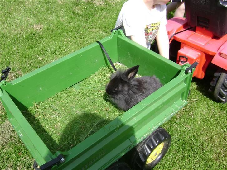 Kanin piplup billede 2