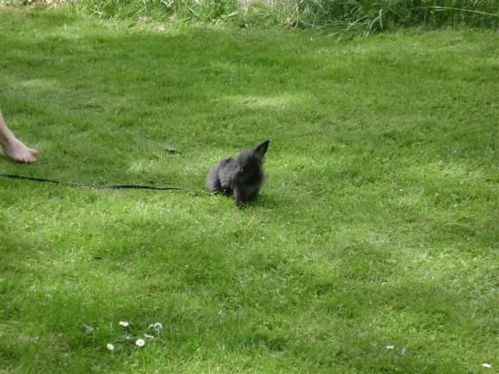 Kanin piplup billede 3