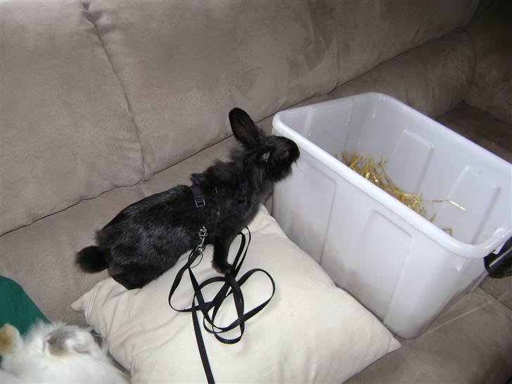 Kanin piplup billede 4