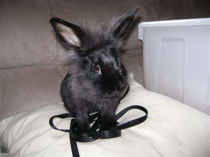 Kanin piplup billede 5