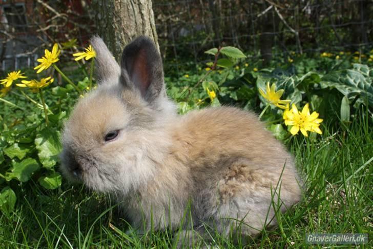 Kanin Solbakke´s Luna - Solbakke/Opdrætter har taget billede  billede 1