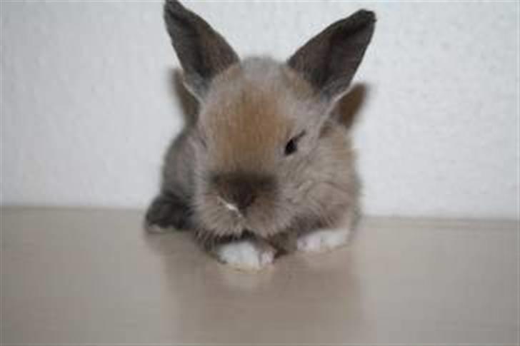 Kanin Solbakke´s Luna - Solbakke/Opdrætter har taget billede  billede 2