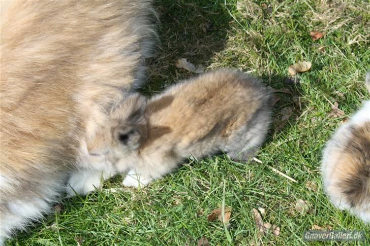 Kanin Solbakke´s Luna - Solbakke/Opdrætter har taget billede  billede 3