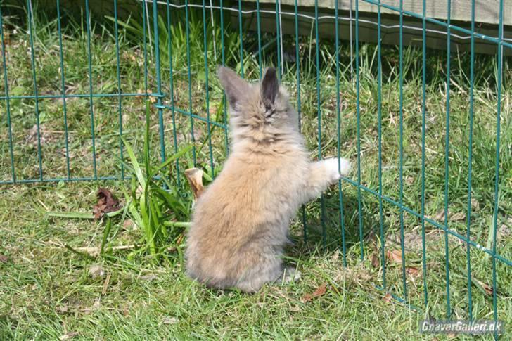 Kanin Solbakke´s Luna - Solbakke/Opdrætter har taget billede  billede 4