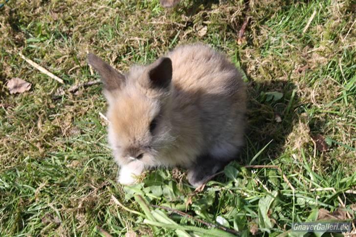 Kanin Solbakke´s Luna - Solbakke/Opdrætter har taget billede  billede 5