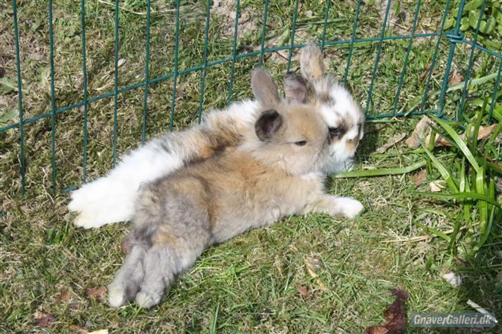 Kanin Solbakke´s Luna - Solbakke/Opdrætter har taget billede  billede 6